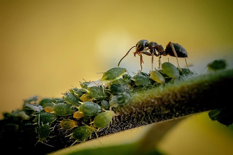 myra, insekter, antenner, buggar, växt, Hus Ant, trädgård, färgrik, natur