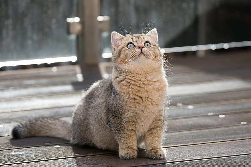 british shorthair, gato, mascota, gatito, animal, atigrado, bkh, nacional, felino, mamífero, mullido