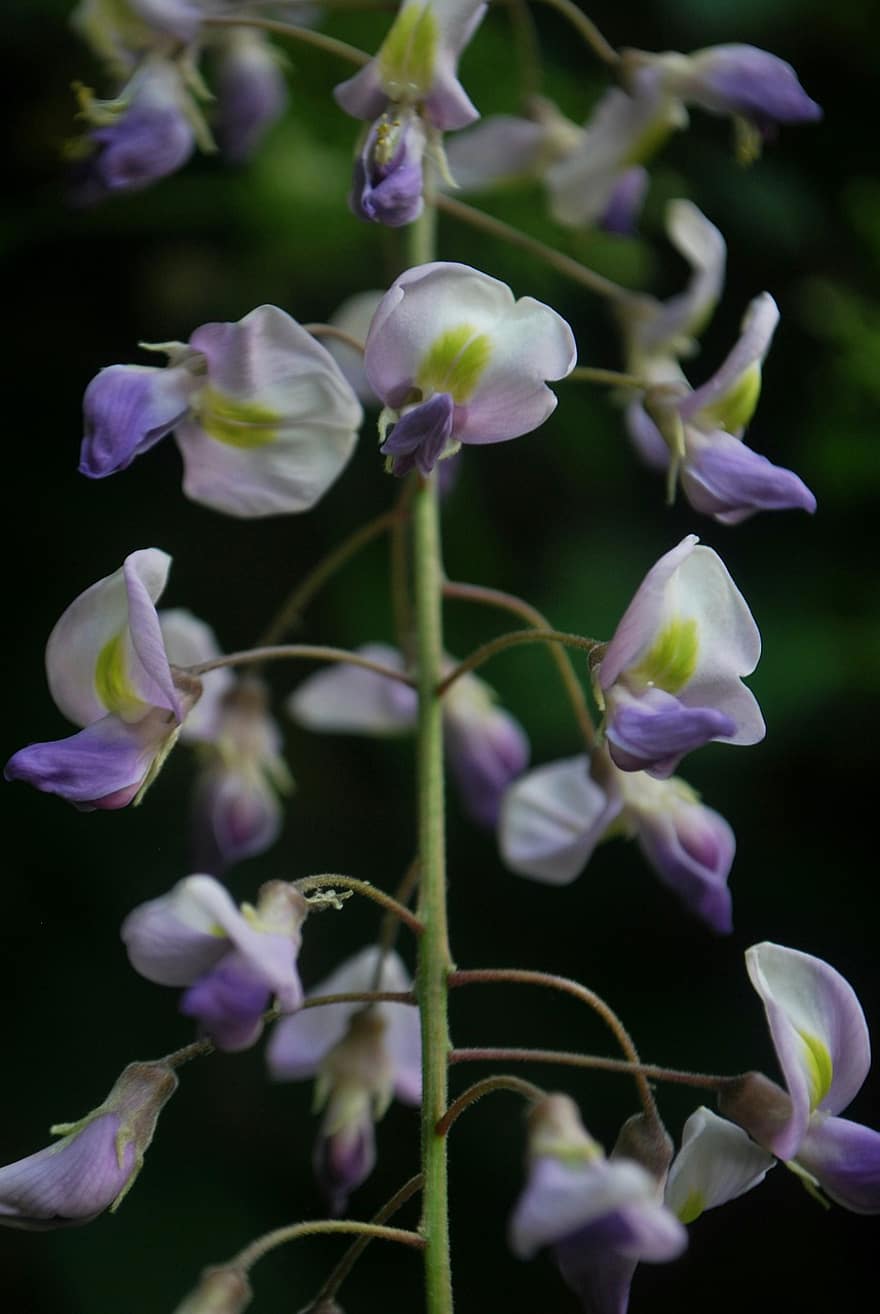 लटकता हुआ पौधा, जापानी ब्लू रेन, फूल
