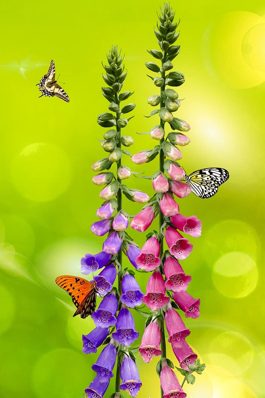 achtergrond, bloem, tuin-, vlinder, bloemen, klokje, zomer, bokeh
