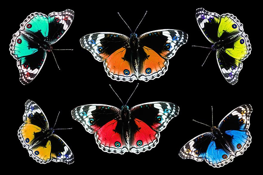 farfalle, colorato, insetto, farfalla, ala, sonda, colore, volante