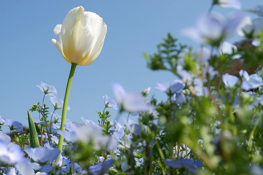 tulipano, occhi azzurri, prato, primavera, Nemophila, fiori, cielo, natura, giardino, fiore, estate