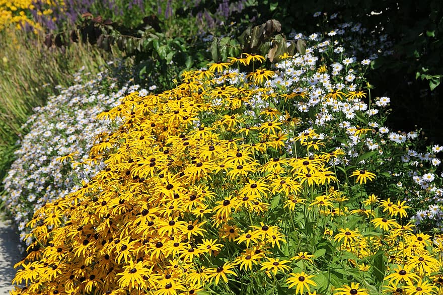 Coneflowers, цветы, растения, желтые цветы, лепестки, цветение, листья, сад
