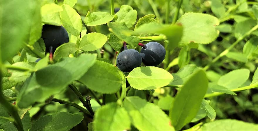 Black Berries, Fruit, Leaves, Foliage, Forest Berries, Fresh, Forest, Vitamin, Food
