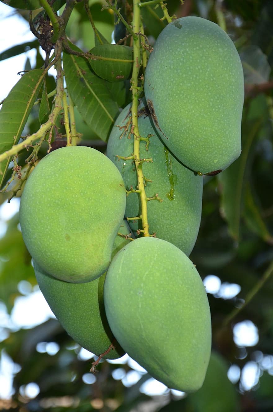 hedelmät, mangot, mangopuu, Harum Manis, hedelmä, puun lehti, tuoreus, vihreä väri, lähikuva, ruoka, orgaaninen