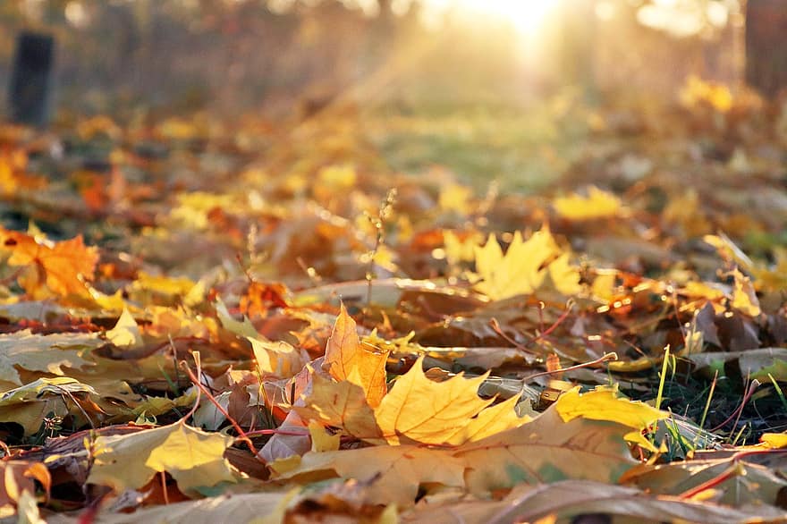 mùa thu, tán lá, màu sắc của mùa thu, công viên