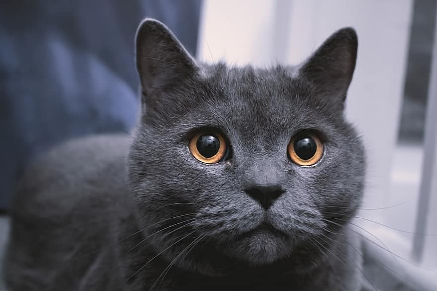 pisică, animal de companie, felin, animal, blană, mustati, ochi, urechi, Kitty, intern, pisica domestica