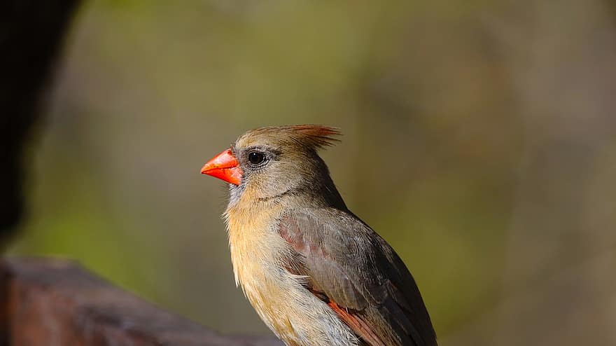 cardenal, ocell, animal, redbird, aus femenina, songbird, vida salvatge, plomes, plomatge, pati posterior, naturalesa