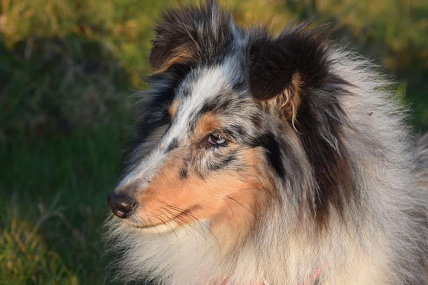 hund, hunde, Sheyland Shepherd, profil, lang næse