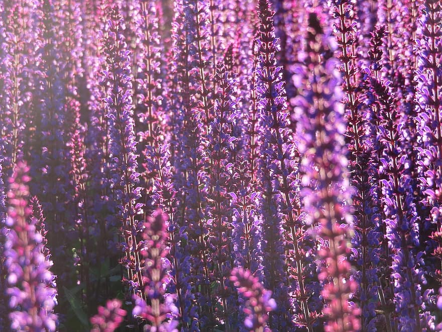 Flowers, Purple Flowers, Blossoms, Flora, Bloom, Nature, purple, flower, plant, close-up, summer