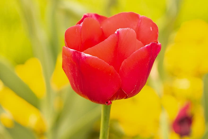 tulipan, kwiat, roślina, płatki, kwitnąć, czerwony kwiat, Natura, wiosna, piękno, ogród z kwiatami, botanika