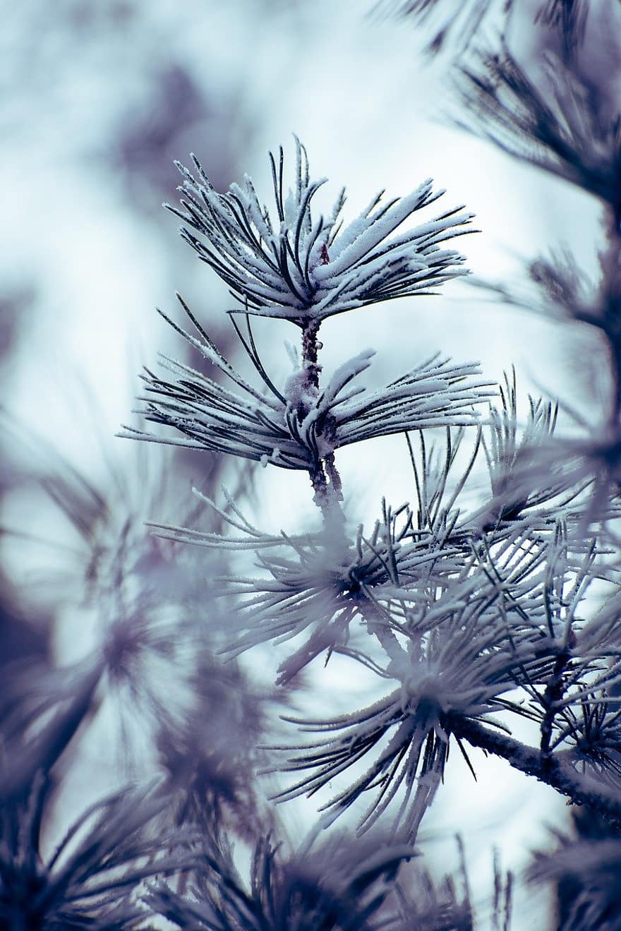 pijnboom, naalden, sneeuw, detailopname, blauw, fabriek, tak, naaldboom, boom, winter, seizoen