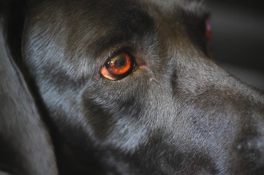 Pes, detail, tvář, oči, hnědé oči, labrador, zvíře, roztomilý, savec, srst, portrét