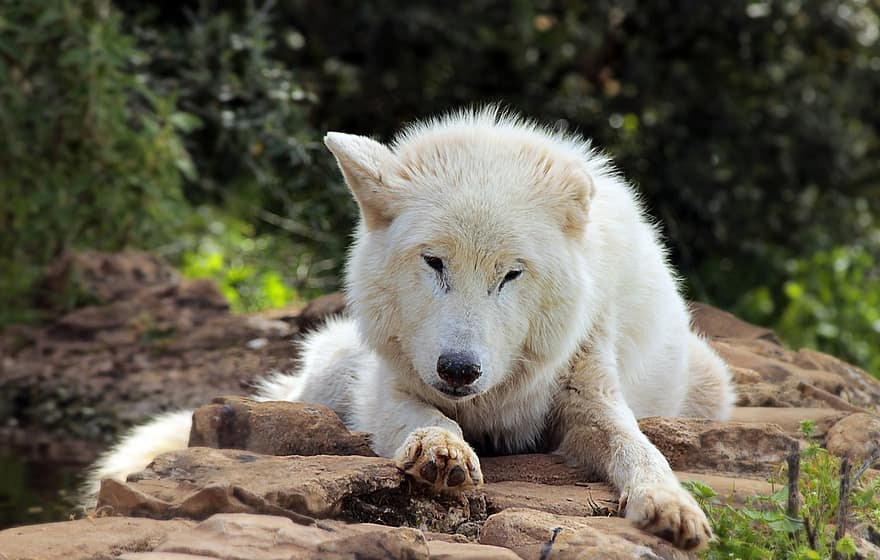 Varg, djur-, vilda djur och växter, vit varg, polarvarg, Alaskan Wolf, canis lupus, däggdjur, stenar, natur