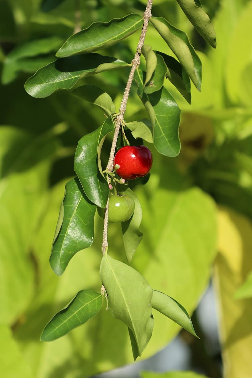 Cherry Fruit, Leaves, Food, Garden, Fresh, Healthy, Organic, leaf, green color, freshness, plant
