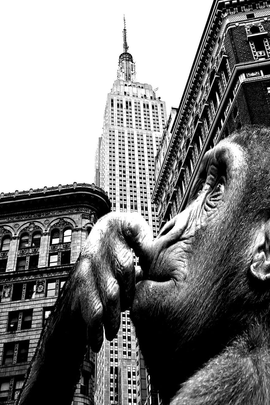 Ape, Building, King Kong, Monkey, Primate, Face, Skyscraper, Surreal, Look, Expression, Mammal