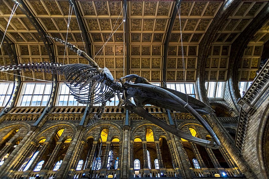 ロンドン、イングランド、自然史博物館、科学、文化、天井、窓、メインホール、骨格、動物、ヒンツェホール