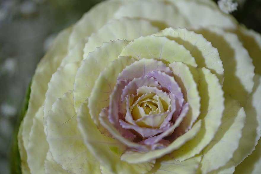 flor, floración, botánica, crecimiento, planta, pétalos, Rosa de cien pétalos, provence-rose, centifolio, Rosa, de cerca