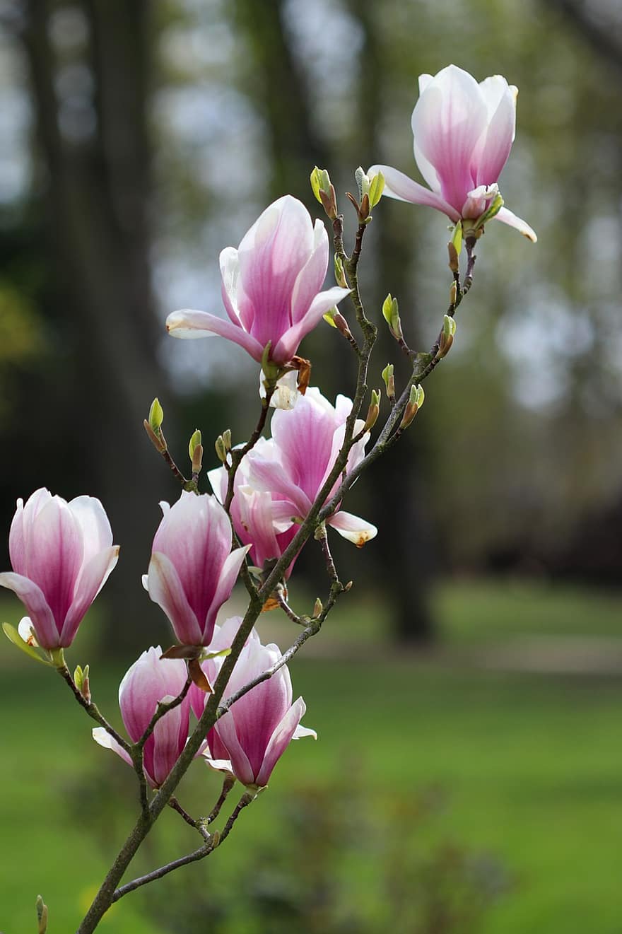 kwiaty, magnolia, wiosna, kwiat, Natura, drzewo, różowy, kwitnąć, botanika, płatki, głowa kwiatu
