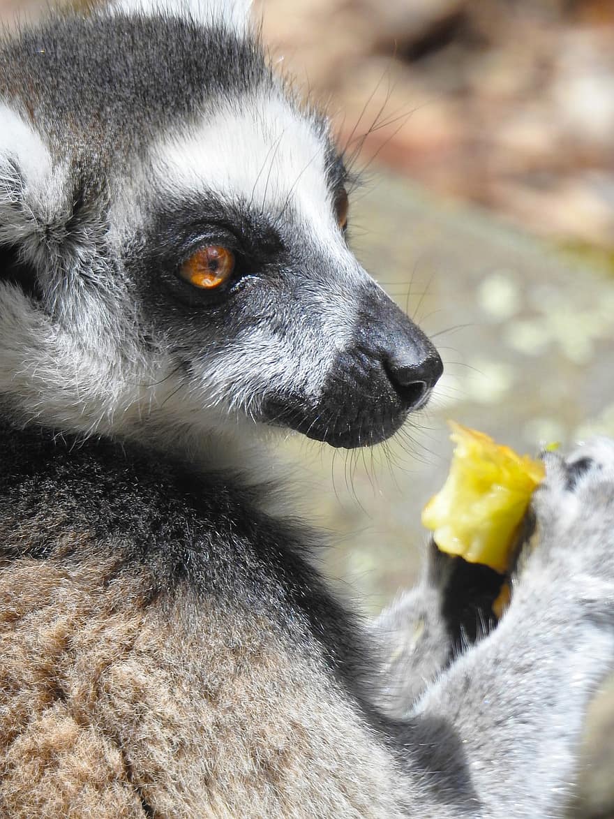 lemur, dyr, dyreliv, ring tailed lemur, primat, pattedyr, spise, fodring, ring-tailed lemur, nuttet, tæt på