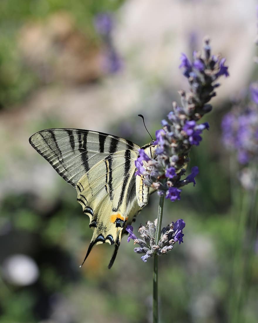 Nature, Lavender, Insect, Scarce Swallowtail, Swallowtail
