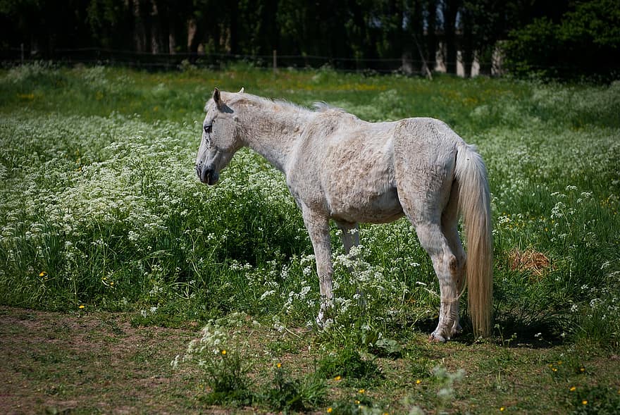 dyr, pattedyr, hest, arter, equine, grå hest, dyr av hestefamilien, hingst, hoppe, beitemark, landsbygda