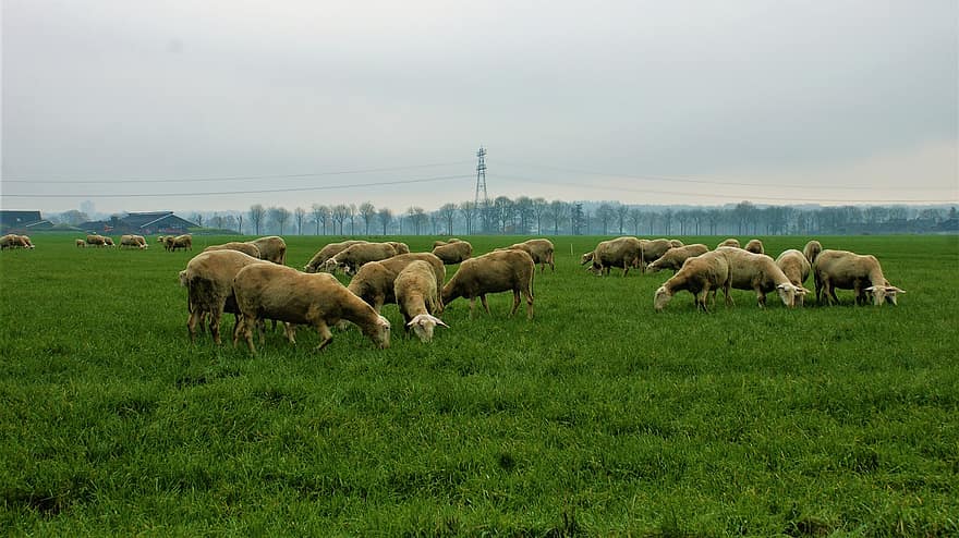 овца, пасти, выгон, луг, крупный рогатый скот, шерсть, зима, Нидерланды, природа, млекопитающее, животные