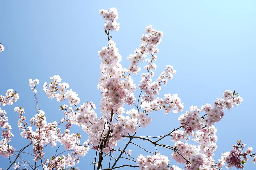 japanische Kirsche, Zierkirsche, Kirschblüte, blühender Zweig, Blüten, pinke Blumen, Frühling, Natur, Blume, pinke Farbe, Ast