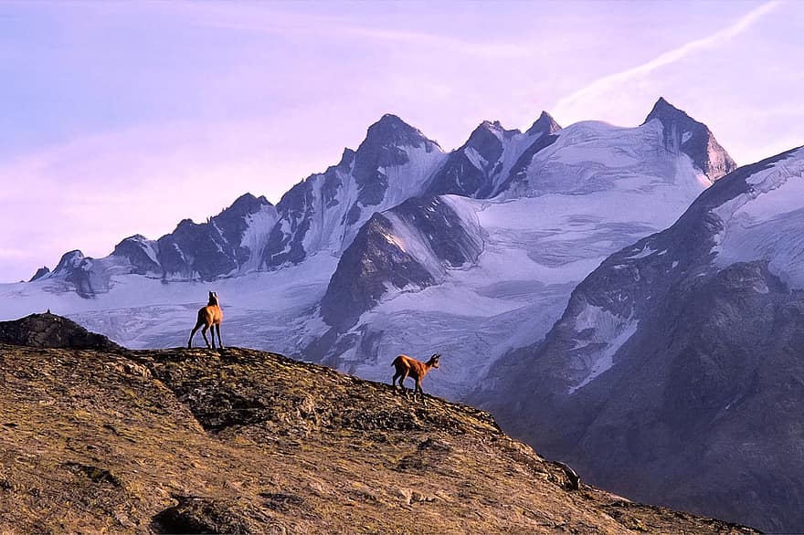 βουνό, αίγαγρος, Άλπεις, παγετώνες, υψόμετρο, ΕΘΝΙΚΟ ΠΑΡΚΟ, πεζοπορία, Υψηλές Κορυφές, θεαματικός, αυγή