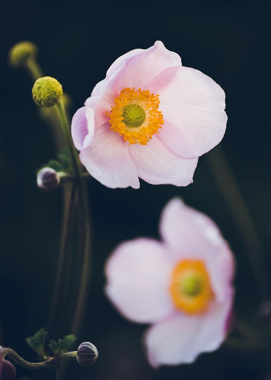 anemone, zieds, ziedi, raksturs, nepilnīga, vasarā, rozā, dārzs, anemone hupehensis, kritums anemone, līdzjūtība