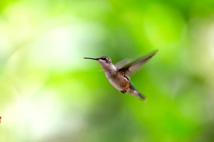 ocell, colibrí, plomatge, primer pla, bec, volant, flotant, ploma, animals a la natura, aviari, color verd