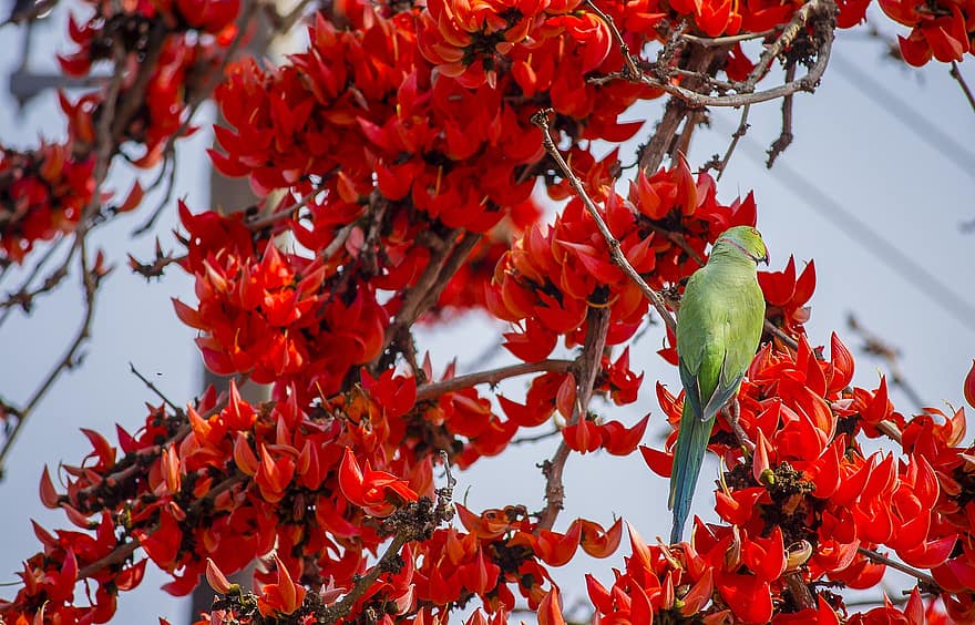 pták, Papoušek, ornitologie, druh, fauna, ptačí, zvíře, Příroda, květ, jaro, větev