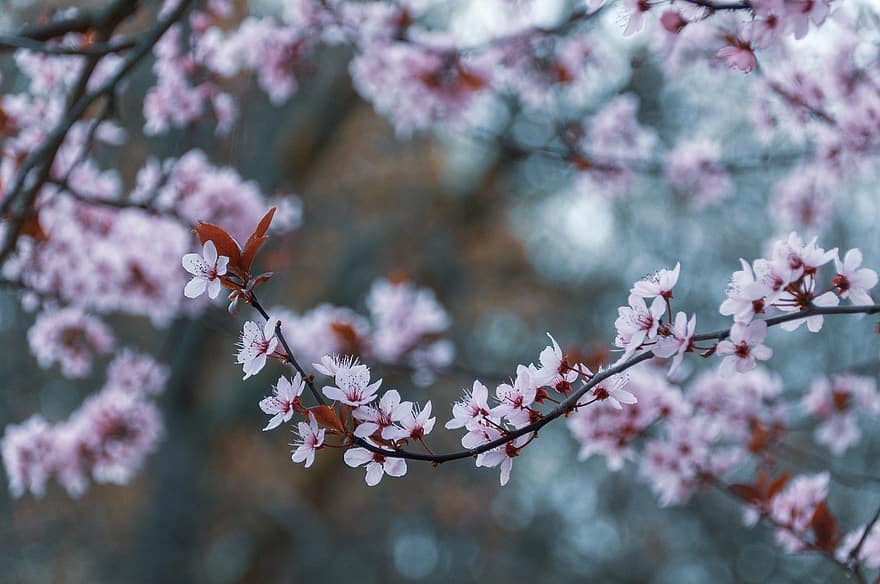 Цветение вишни, розовые цветы, весна, цветы, Цветущая, Вишневое дерево, природа