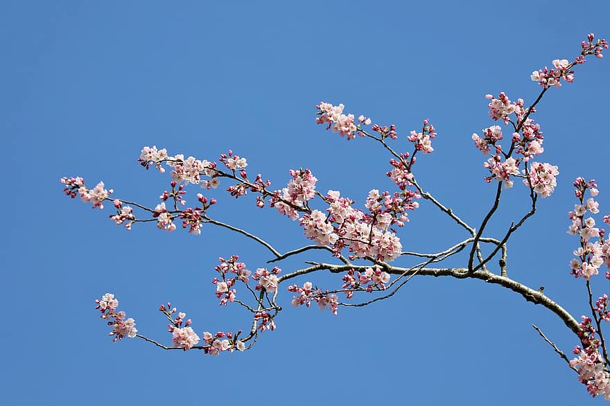 kersenbloesems, bloemen, sakura, hemel, de lente, natuur, lente bloemen, landschap, roze bloemen, tak, bloem