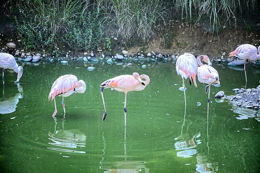 фламинго, птицы, озеро, пруд, парк птиц, Виллар-ле-Домбес, воды, разноцветный, пух Перо, клюв, розовый цвет