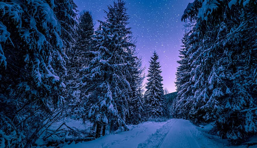 đường, tuyết, bầu trời đêm, rừng, mùa đông, cây, gỗ, con đường, có tuyết rơi, các ngôi sao, đầy sao