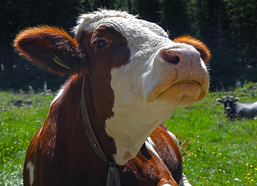 गाय, पशु, भूरा स्विस, खेत, जानवर, प्रकृति, सस्तन प्राणी, कृषि, ग्रामीण, ग्रामीण इलाकों, गाय का मांस