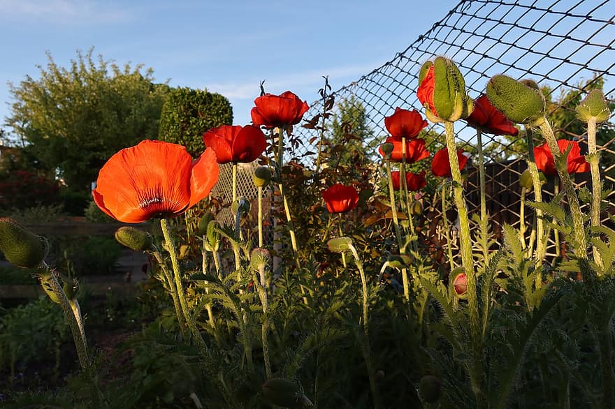 Poppies, Flowers, Garden, Buds, Red Poppies, Red Flowers, Petals, Red Petals, Bloom, Blossom, Flora