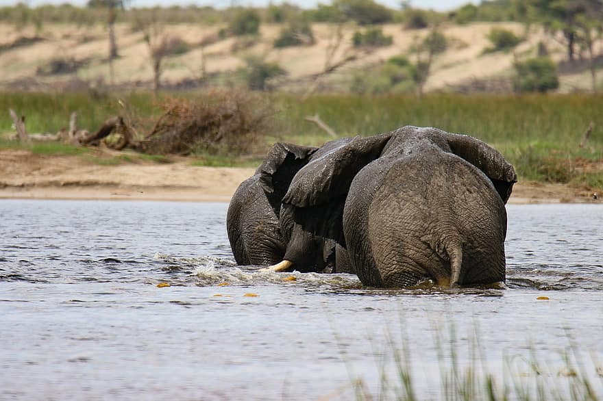 elefanter, flod, Afrika, pattedyr, Botswana, Sarafi