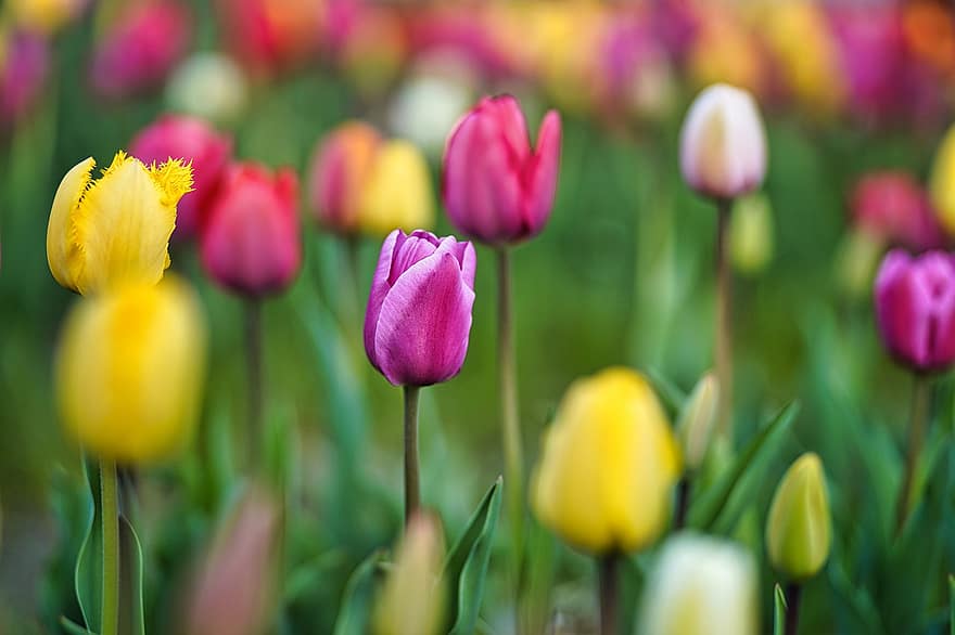 blomster, tulipaner, felt, natur, vår, sesong, blomst, blomstre, vekst, tulipan, anlegg