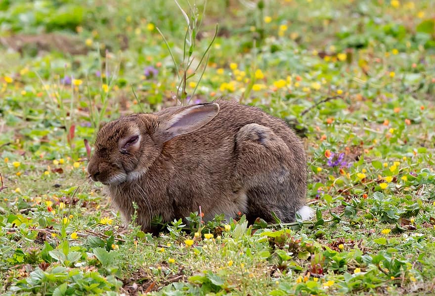 coniglietto, coniglio, erba, orecchie, prato, natura, animale, mammifero, addormentato