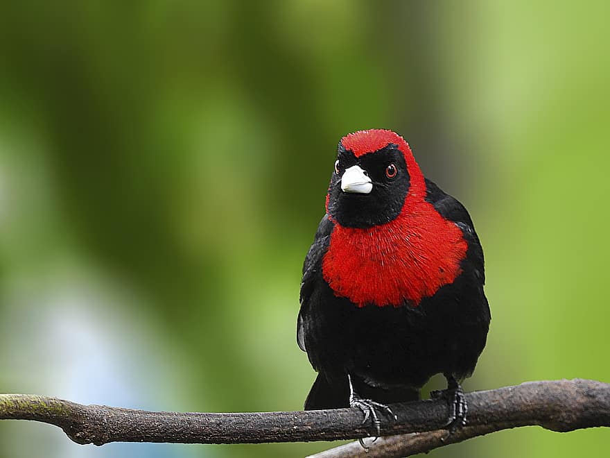 tanager, pássaro, animal, Crimson Collared Tanager, animais selvagens, fauna, região selvagem, natureza, selva