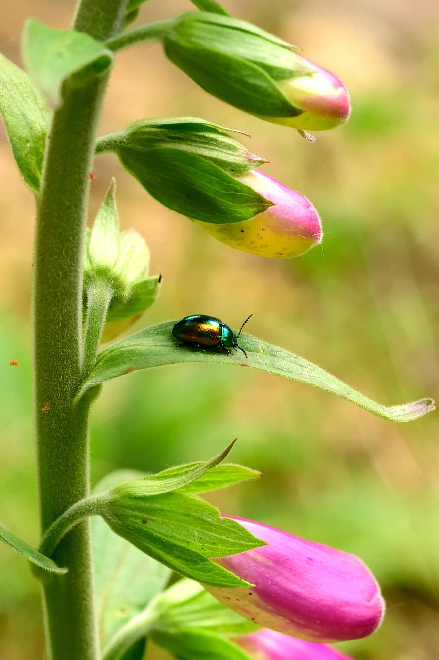scarabée, fleurs, bourgeons, insecte, punaise, coléoptères, bourgeons de fleurs, flore, faune, la nature