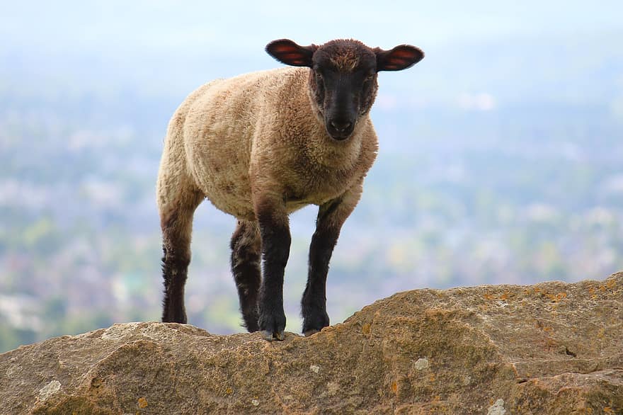 Animal, Sheep, Livestock, Species, Fauna