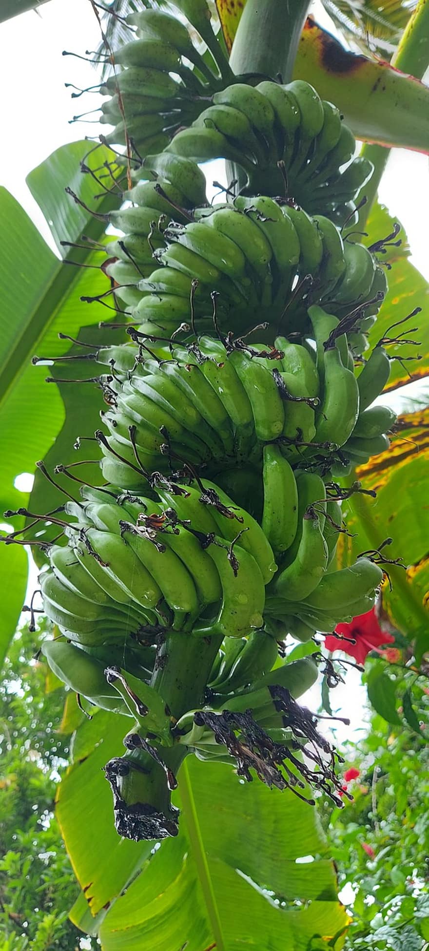オオバコ、バナナ、バナナ植物