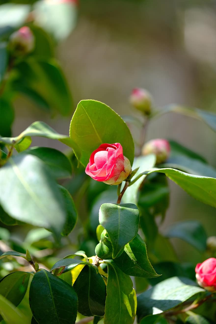 Camellia, Flower, Red Flower, Spring, Nature, Landscape, leaf, plant, close-up, summer, green color