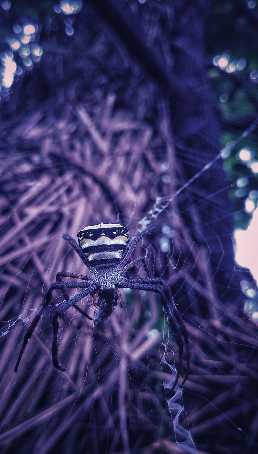 pavouk, pavoukovec, pavoučí síť, pavučina, web, koule, tkadlec, hmyz, arachnofobie, Příroda, volně žijících živočichů