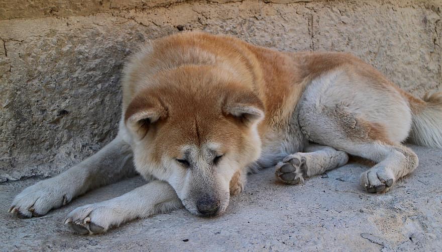 chien, Akita, en train de dormir, chien errant, chien de rue, animal de compagnie, animal, national, canin, mammifère, mignonne