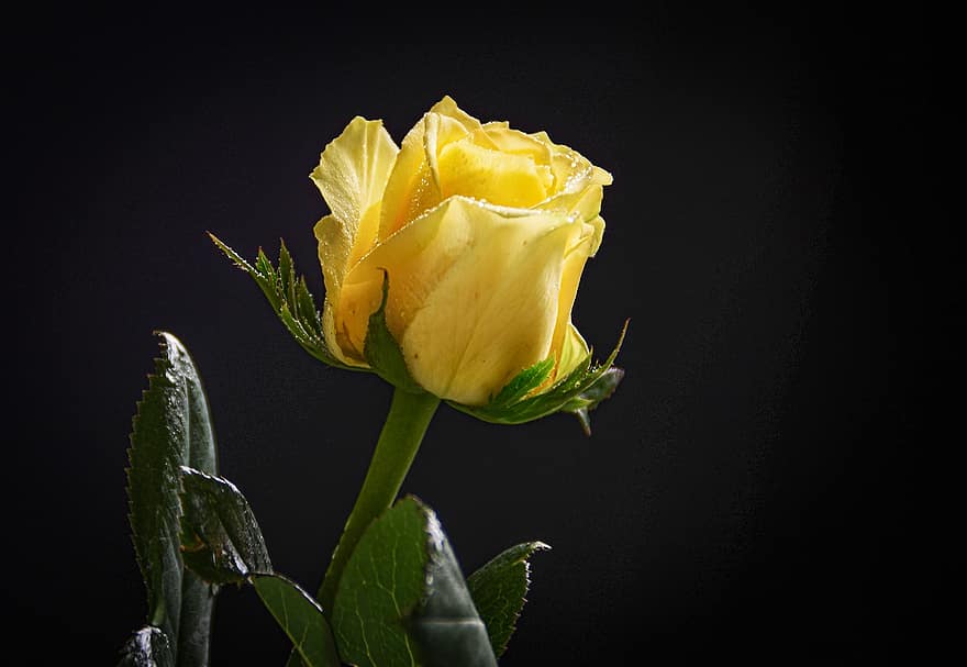 Rosa, Rosa amarilla, gotas de rocío, flor amarilla, pétalos amarillos, hojas, flora, floración, flor, planta