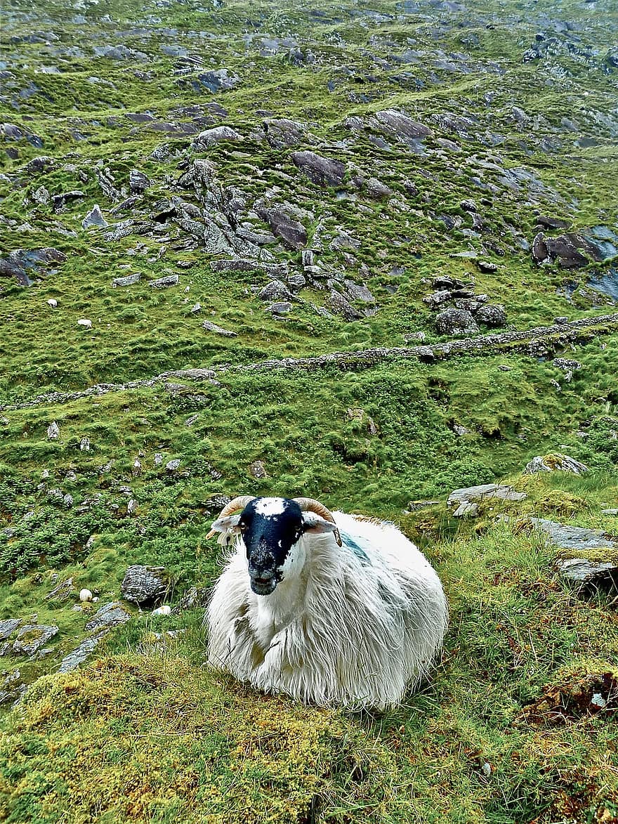 ovelles, muntanya, pastures, naturalesa